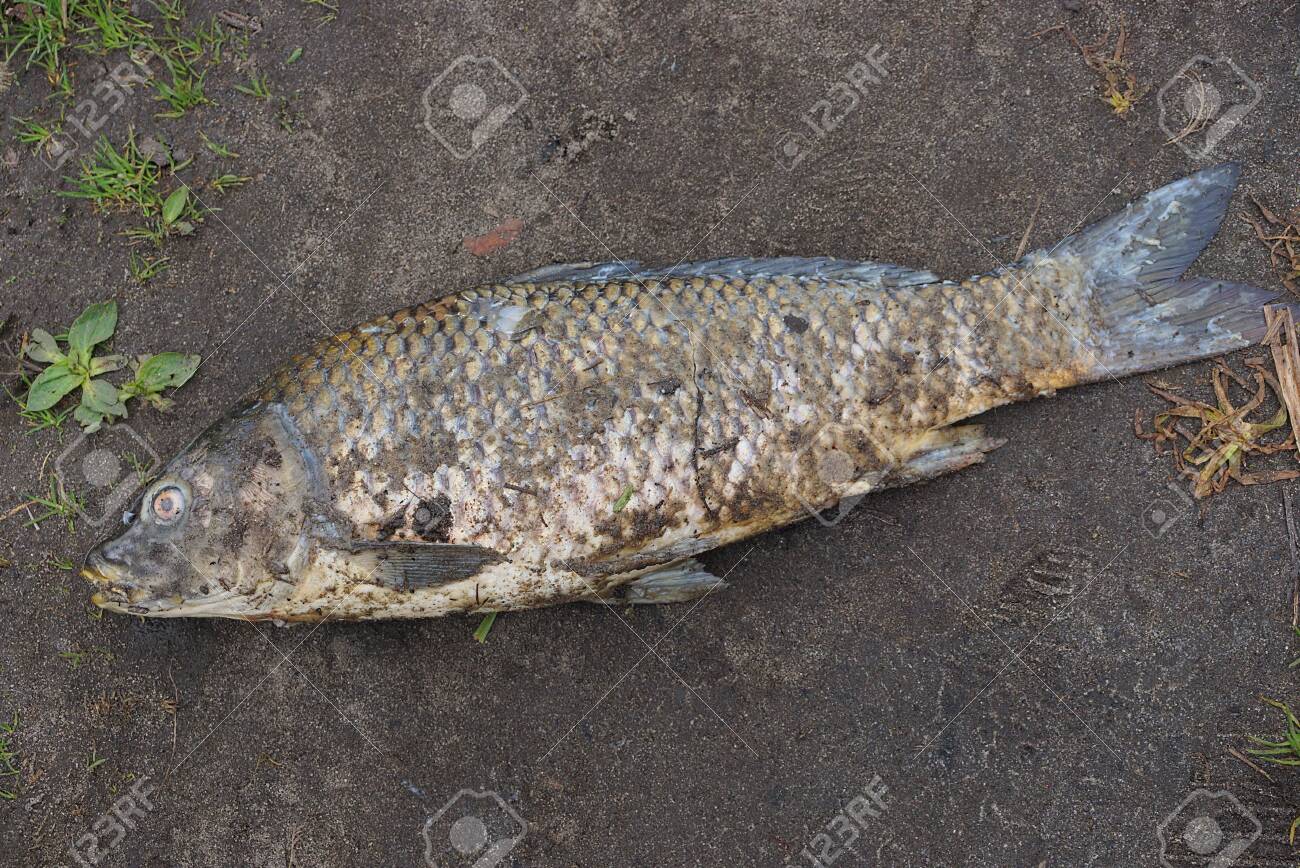 Dirt Fish (Extremely Rare)