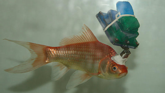 Cyborg Goldfish (HE IS STRONG)